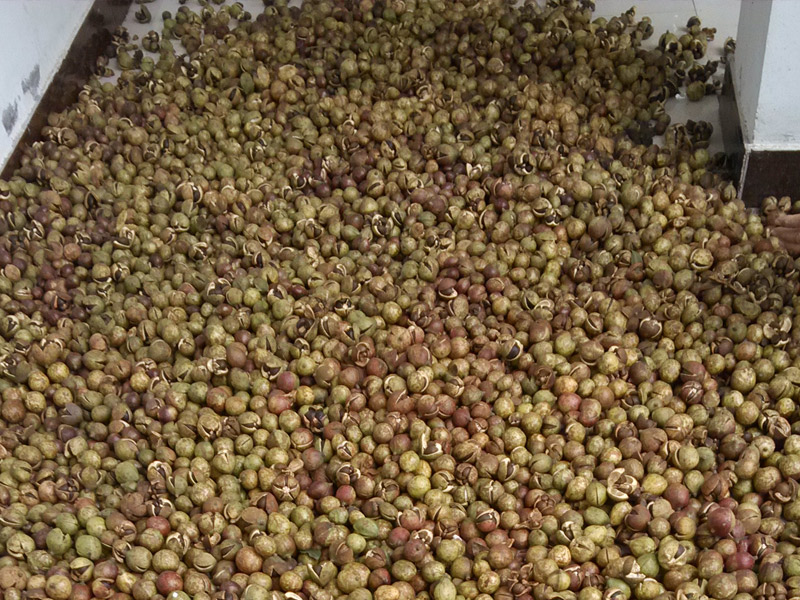 新鲜的油茶树果籽